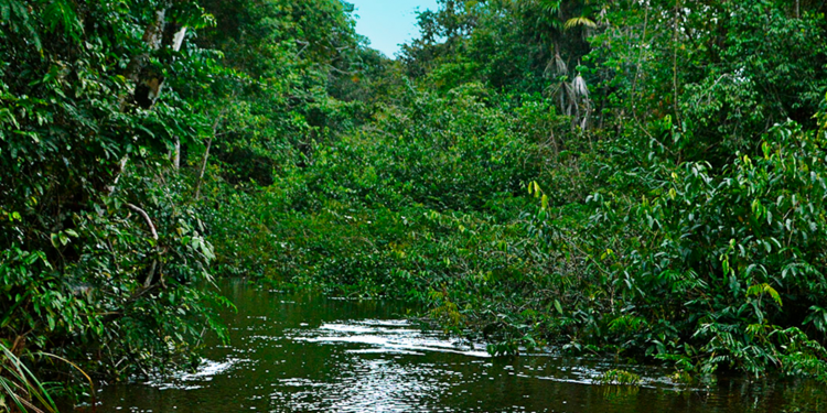 Dos argentinos crearon el primer “supermercado minorista” latinoamericano de bonos de carbono