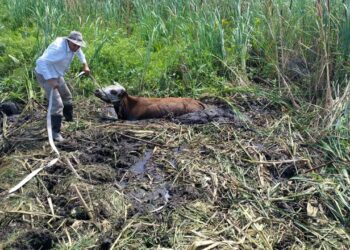 Los primeros pedidos de socorro por la sequía llegan desde Entre Ríos: Los que sembraron apenas cubrirían los costos