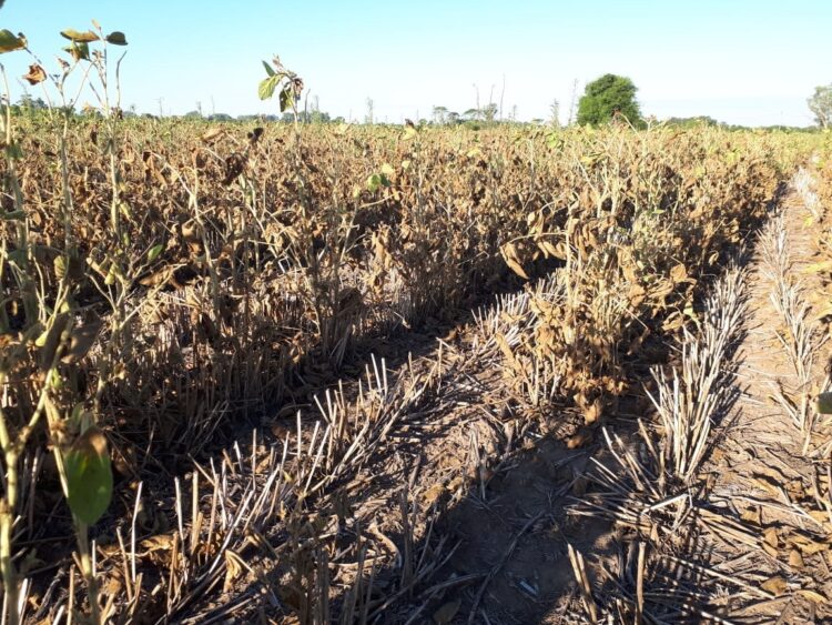 Los primeros pedidos de socorro por la sequía llegan desde Entre Ríos: Los que sembraron apenas cubrirían los costos
