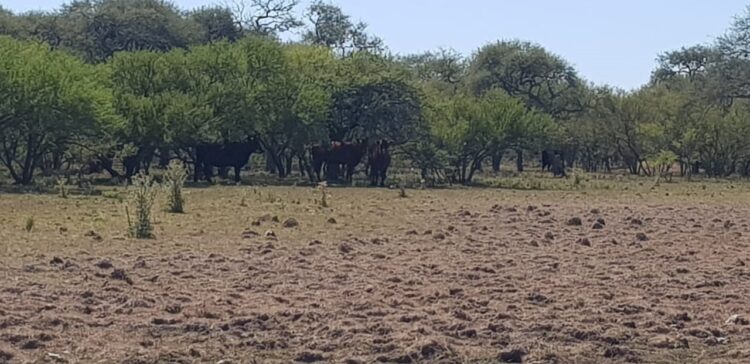 Los primeros pedidos de socorro por la sequía llegan desde Entre Ríos: Los que sembraron apenas cubrirían los costos