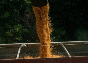 Derribando mitos: los productores argentinos vendieron más soja que en la campaña pasada