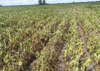 A rezar: Si no llueve pronto será necesario ajustar la estimación de cosecha de soja argentina