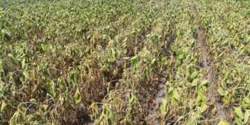 A rezar: Si no llueve pronto será necesario ajustar la estimación de cosecha de soja argentina