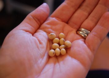 El mundo cambió ¿Te gustaría digitalizar tu soja para comenzar a cobrar intereses en criptoactivos?