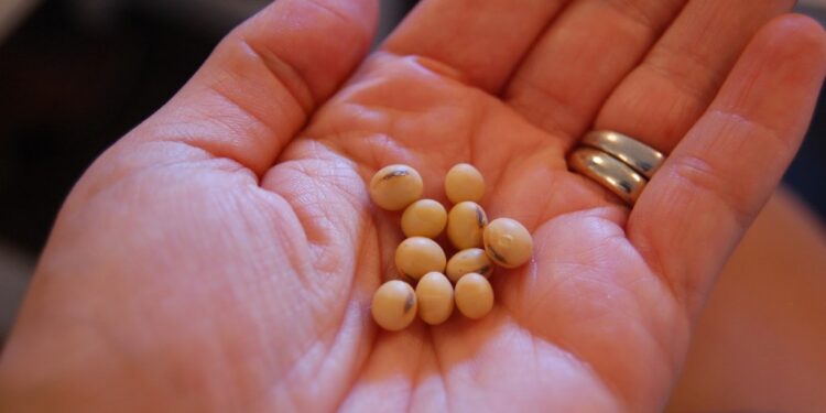 El mundo cambió ¿Te gustaría digitalizar tu soja para comenzar a cobrar intereses en criptoactivos?