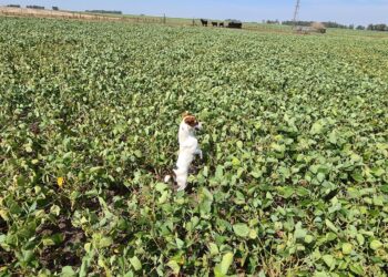 Cada vez menos soja: Ahora la Bolsa de Cereales de Buenos Aires proyecta una cosecha argentina de 44 millones de toneladas