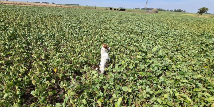 Cada vez menos soja: Ahora la Bolsa de Cereales de Buenos Aires proyecta una cosecha argentina de 44 millones de toneladas