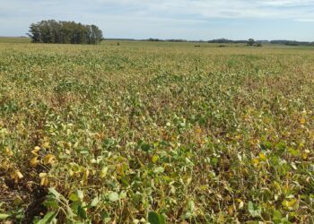 Finalmente llegan las lluvias generalizadas (aunque para algunos ya será tarde)