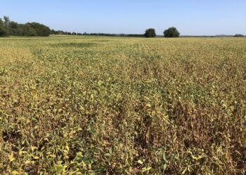 Argentina pierde cuatro millones de toneladas de soja por restricciones hídricas: No se descarta que el número termine siendo mayor si no llueve pronto