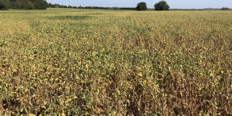 Argentina pierde cuatro millones de toneladas de soja por restricciones hídricas: No se descarta que el número termine siendo mayor si no llueve pronto