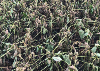 ¿Cuáles son los tres factores que impulsaron esta semana los precios de los granos gruesos?