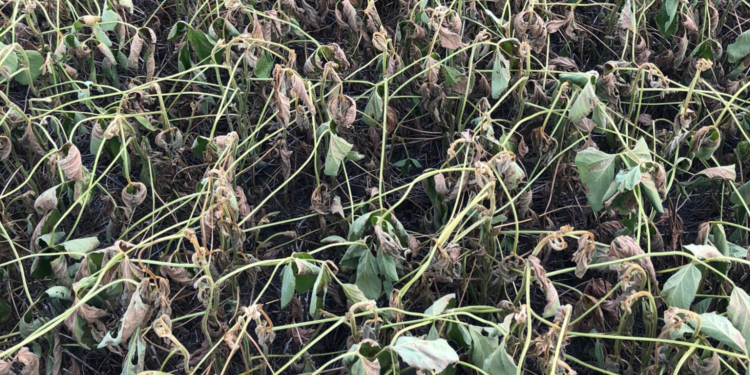 ¿Cuáles son los tres factores que impulsaron esta semana los precios de los granos gruesos?