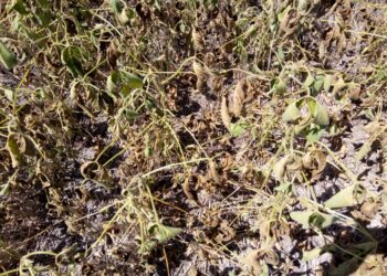 Recién la semana que viene recibirían lluvias algunas de las regiones productivas necesitadas de agua