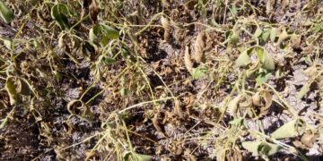 Recién la semana que viene recibirían lluvias algunas de las regiones productivas necesitadas de agua