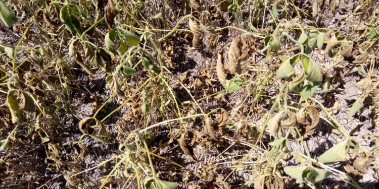 Recién la semana que viene recibirían lluvias algunas de las regiones productivas necesitadas de agua
