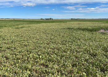 Ahora sí llegó La Niña: Argentina está un paso de perder parte de su cosecha esperada de soja por falta de precipitaciones