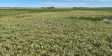 Ahora sí llegó La Niña: Argentina está un paso de perder parte de su cosecha esperada de soja por falta de precipitaciones