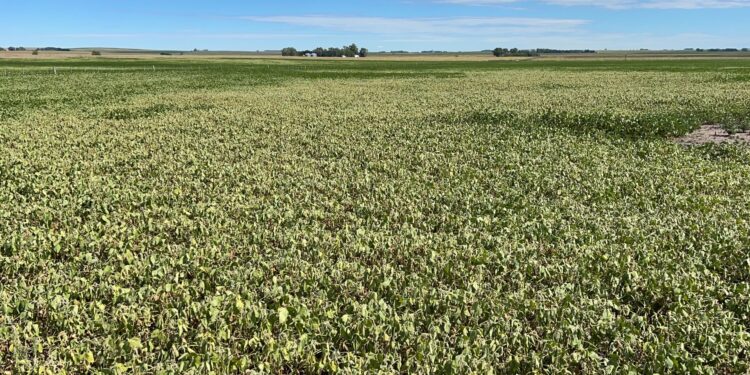 Ahora sí llegó La Niña: Argentina está un paso de perder parte de su cosecha esperada de soja por falta de precipitaciones