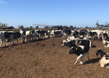 Mejoró un poco el precio de la leche que reciben los tamberos argentinos pero en el último año acumula una caída del 32% en su poder de compra