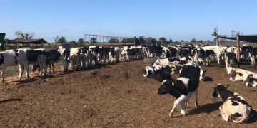 Mejoró un poco el precio de la leche que reciben los tamberos argentinos pero en el último año acumula una caída del 32% en su poder de compra