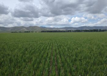 Triguero potenciado: una herramienta gratuita para optimizar la fertilización