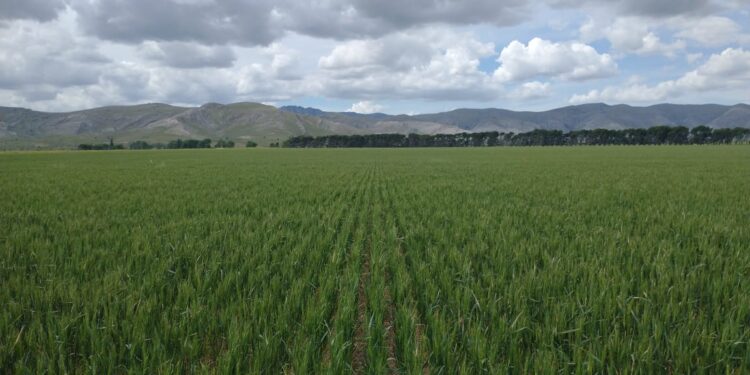 Triguero potenciado: una herramienta gratuita para optimizar la fertilización