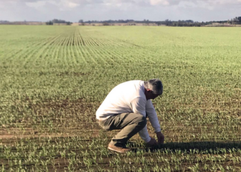 Polémico: Argentrigo recomienda reducir la fertilización nitrogenada para mejorar la “huella de carbono” del cereal