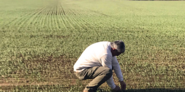 Polémico: Argentrigo recomienda reducir la fertilización nitrogenada para mejorar la “huella de carbono” del cereal