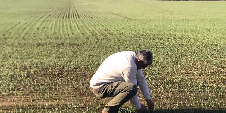 Polémico: Argentrigo recomienda reducir la fertilización nitrogenada para mejorar la “huella de carbono” del cereal