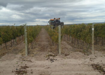 Los productores de uvas tienen pocos motivos para brindar: “Las grandes bodegas se están cartelizando en silencio”, advirtió Mario Leiva