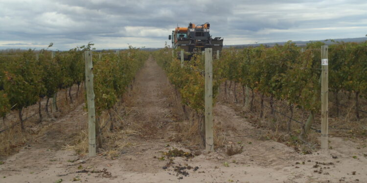 Los productores de uvas tienen pocos motivos para brindar: “Las grandes bodegas se están cartelizando en silencio”, advirtió Mario Leiva