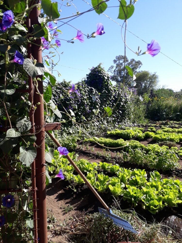 Con Tiks Toks, creatividad y huerta agroecológica, a Flor y a Atilio les va cada vez mejor en “Lo de Miche”