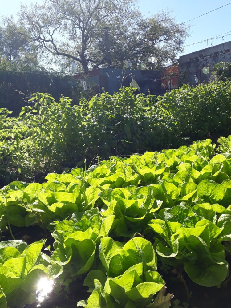 Con Tiks Toks, creatividad y huerta agroecológica, a Flor y a Atilio les va cada vez mejor en “Lo de Miche”