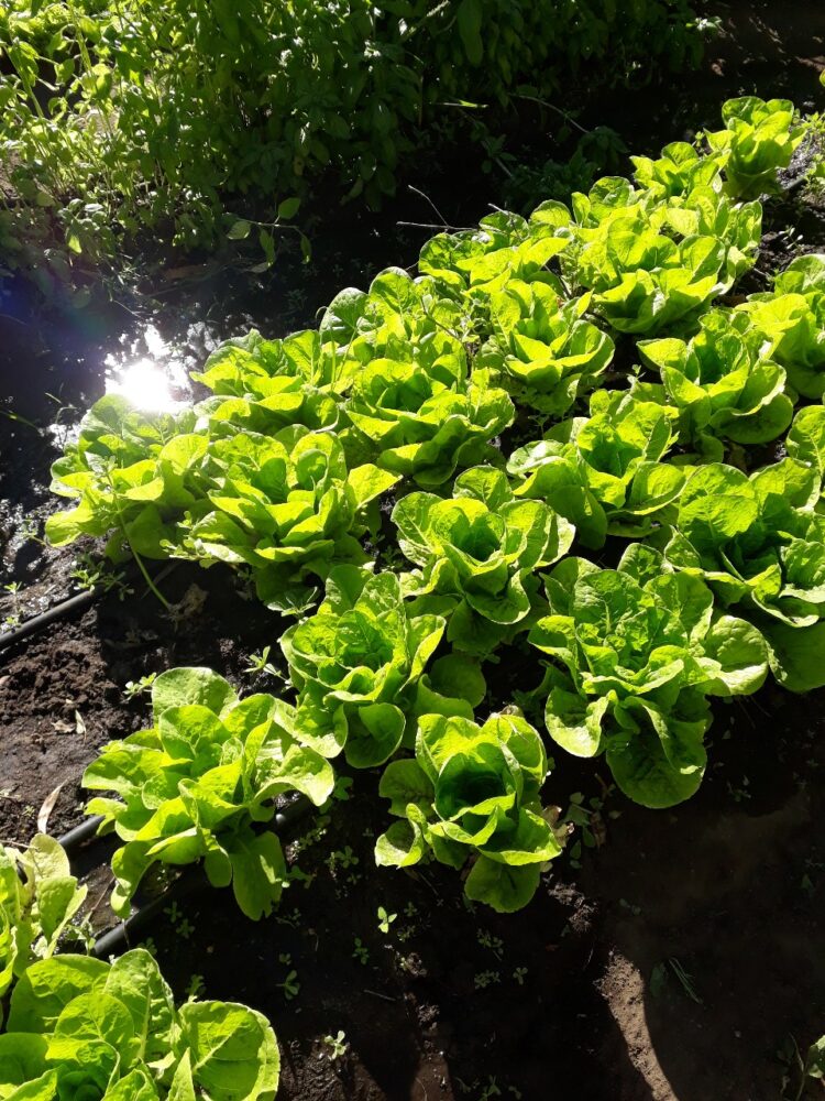 Con Tiks Toks, creatividad y huerta agroecológica, a Flor y a Atilio les va cada vez mejor en “Lo de Miche”