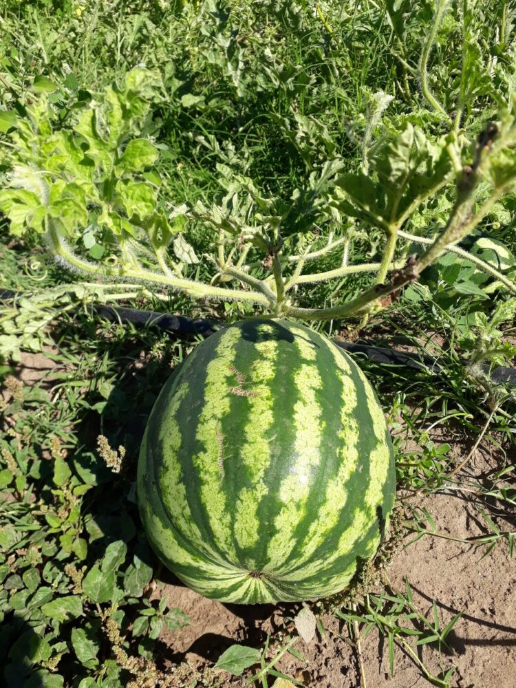 Con Tiks Toks, creatividad y huerta agroecológica, a Flor y a Atilio les va cada vez mejor en “Lo de Miche”