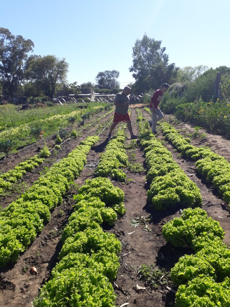 Con Tiks Toks, creatividad y huerta agroecológica, a Flor y a Atilio les va cada vez mejor en “Lo de Miche”