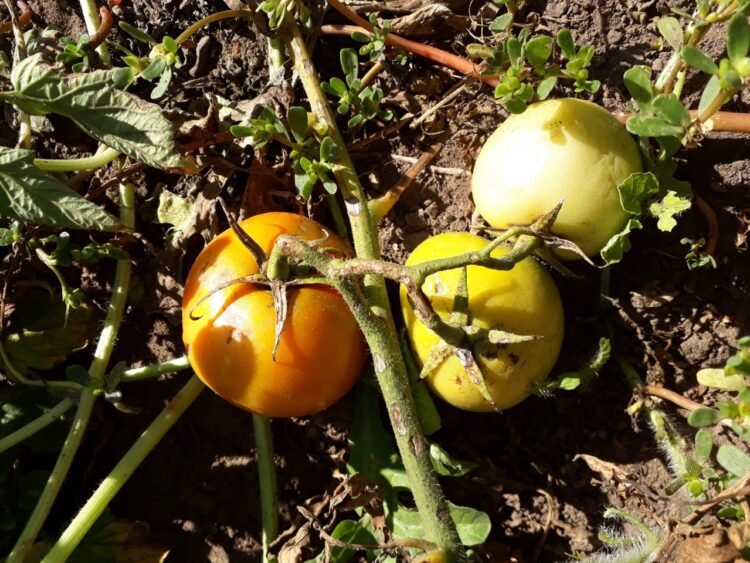 Con Tiks Toks, creatividad y huerta agroecológica, a Flor y a Atilio les va cada vez mejor en “Lo de Miche”