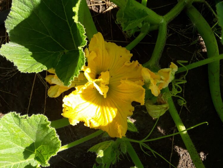 Con Tiks Toks, creatividad y huerta agroecológica, a Flor y a Atilio les va cada vez mejor en “Lo de Miche”