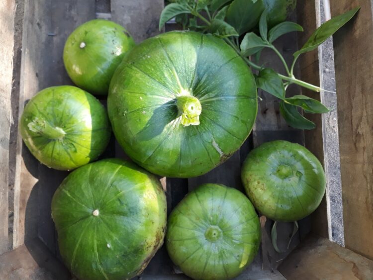 Con Tiks Toks, creatividad y huerta agroecológica, a Flor y a Atilio les va cada vez mejor en “Lo de Miche”