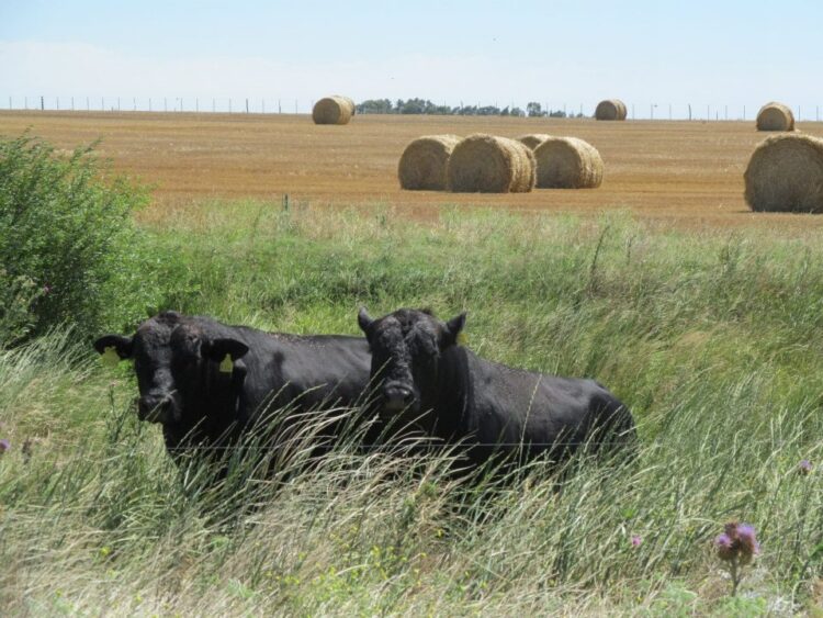“Nos dimos cuenta de que el cambio era mental y allí nos volvimos completamente agroecológicos”, dicen Margarita y Marco, que producen sobre 400 hectáreas de Claromecó