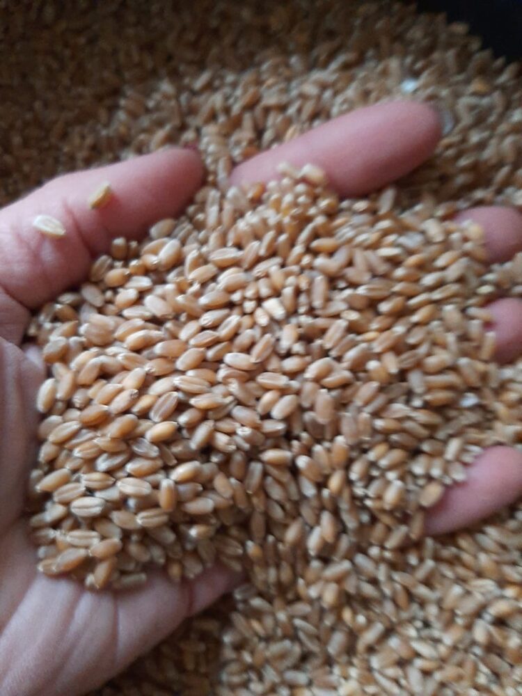 “Nos dimos cuenta de que el cambio era mental y allí nos volvimos completamente agroecológicos”, dicen Margarita y Marco, que producen sobre 400 hectáreas de Claromecó