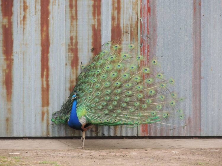 “Nos dimos cuenta de que el cambio era mental y allí nos volvimos completamente agroecológicos”, dicen Margarita y Marco, que producen sobre 400 hectáreas de Claromecó