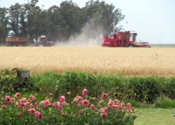 “Nos dimos cuenta de que el cambio era mental y allí nos volvimos completamente agroecológicos”, dicen Margarita y Marco, que producen sobre 400 hectáreas de Claromecó