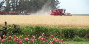 “Nos dimos cuenta de que el cambio era mental y allí nos volvimos completamente agroecológicos”, dicen Margarita y Marco, que producen sobre 400 hectáreas de Claromecó