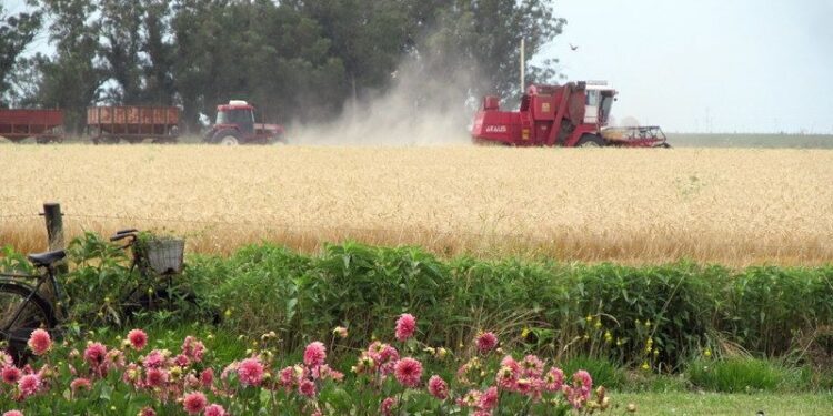 “Nos dimos cuenta de que el cambio era mental y allí nos volvimos completamente agroecológicos”, dicen Margarita y Marco, que producen sobre 400 hectáreas de Claromecó