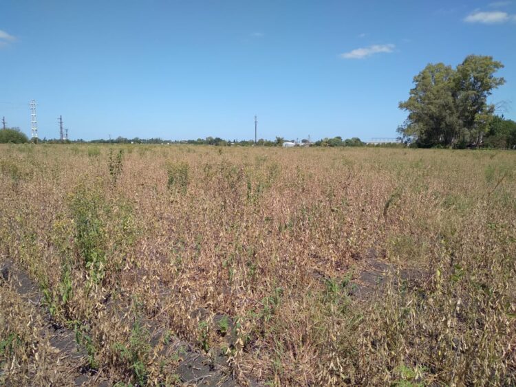 Para sortear una normativa que restringe aplicaciones, la familia Sánchez se animó a producir soja orgánica de exportación