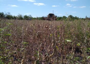 Para sortear una normativa que restringe aplicaciones, la familia Sánchez se animó a producir soja orgánica de exportación