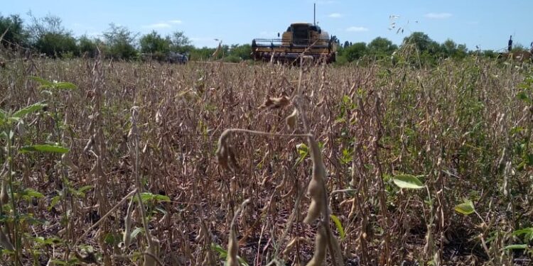 Para sortear una normativa que restringe aplicaciones, la familia Sánchez se animó a producir soja orgánica de exportación