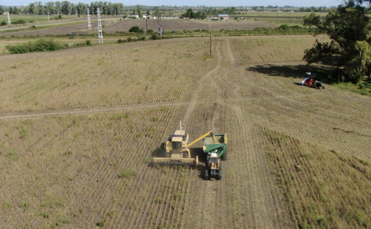 Para sortear una normativa que restringe aplicaciones, la familia Sánchez se animó a producir soja orgánica de exportación