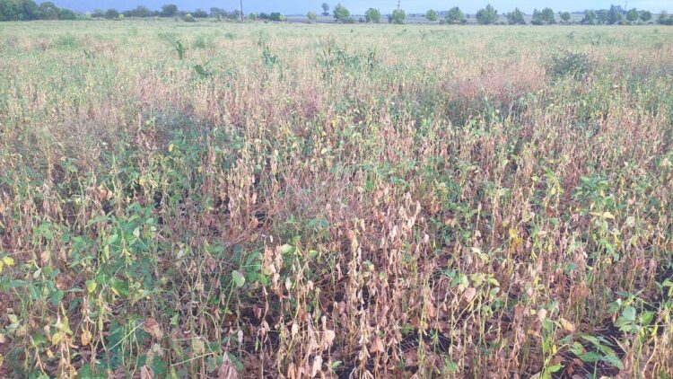 Para sortear una normativa que restringe aplicaciones, la familia Sánchez se animó a producir soja orgánica de exportación